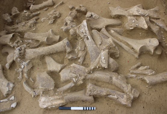 Festvortrag: Mammutjäger im Zentrum Niederösterreichs